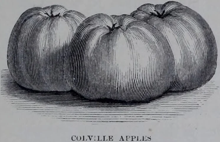 An illustration from The royal cookery book (le livre de cuisine) / by Jules Gouffé ; translated from the French and adapted for English use by Alphonse Gouffé ... comprising domestic and high-class cookery, illustrated with sixteen large plates printed in colours, and one hundred and sixty-one woodcuts from drawing from nature by E. Ronjat., 1868, leaf 283