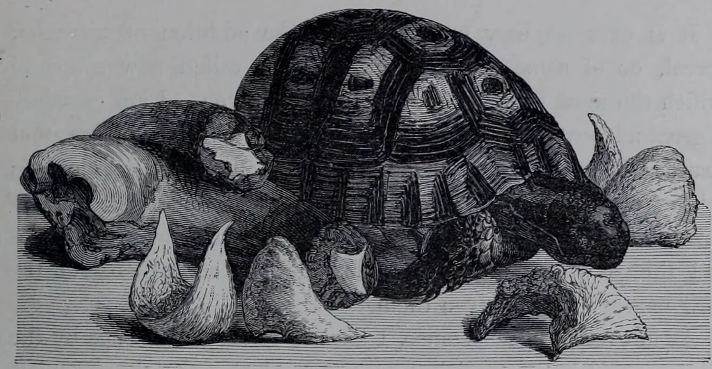 An illustration from The royal cookery book (le livre de cuisine) / by Jules Gouffé ; translated from the French and adapted for English use by Alphonse Gouffé ... comprising domestic and high-class cookery, illustrated with sixteen large plates printed in colours, and one hundred and sixty-one woodcuts from drawing from nature by E. Ronjat., 1868, leaf 299