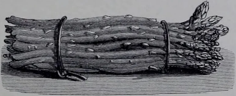 An illustration from The royal cookery book (le livre de cuisine) / by Jules Gouffé ; translated from the French and adapted for English use by Alphonse Gouffé ... comprising domestic and high-class cookery, illustrated with sixteen large plates printed in colours, and one hundred and sixty-one woodcuts from drawing from nature by E. Ronjat., 1868, leaf 395
