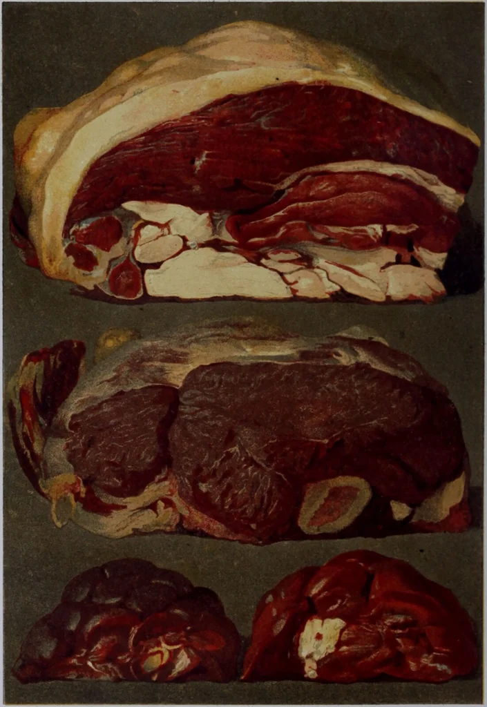 An illustration from The royal cookery book (le livre de cuisine) / by Jules Gouffé ; translated from the French and adapted for English use by Alphonse Gouffé ... comprising domestic and high-class cookery, illustrated with sixteen large plates printed in colours, and one hundred and sixty-one woodcuts from drawing from nature by E. Ronjat., 1868, leaf 50