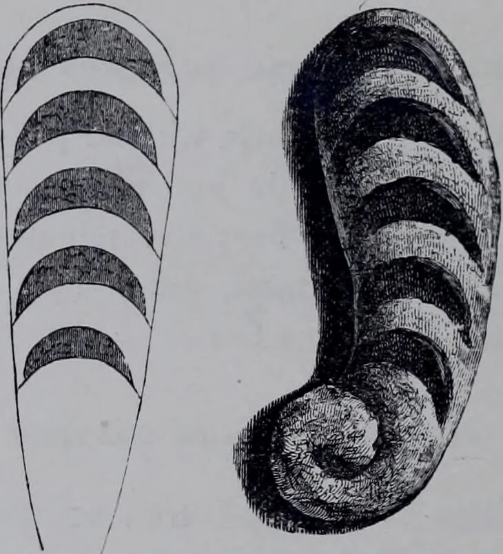 An illustration from The royal cookery book (le livre de cuisine) / by Jules Gouffé ; translated from the French and adapted for English use by Alphonse Gouffé ... comprising domestic and high-class cookery, illustrated with sixteen large plates printed in colours, and one hundred and sixty-one woodcuts from drawing from nature by E. Ronjat., 1868, leaf 540