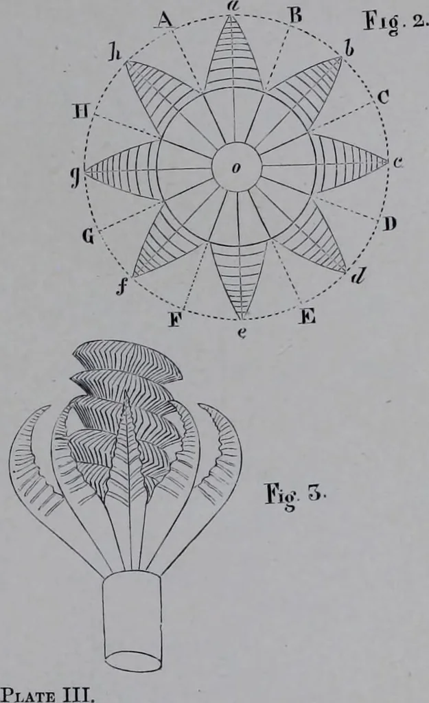 An illustration from The royal cookery book (le livre de cuisine) / by Jules Gouffé ; translated from the French and adapted for English use by Alphonse Gouffé ... comprising domestic and high-class cookery, illustrated with sixteen large plates printed in colours, and one hundred and sixty-one woodcuts from drawing from nature by E. Ronjat., 1868, leaf 733
