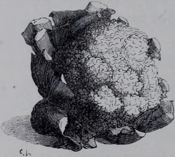An illustration from The royal cookery book (le livre de cuisine) / by Jules Gouffé ; translated from the French and adapted for English use by Alphonse Gouffé ... comprising domestic and high-class cookery, illustrated with sixteen large plates printed in colours, and one hundred and sixty-one woodcuts from drawing from nature by E. Ronjat., 1868, leaf 96