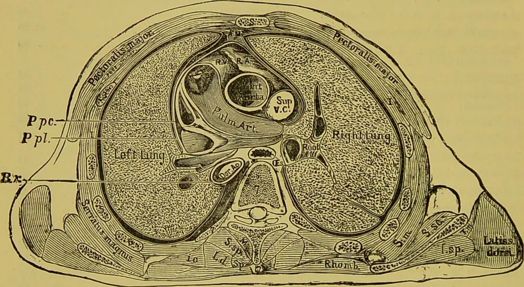 An illustration from Clinical diagnosis : the bacteriological, chemical, and microscopical evidence of disease / By Dr. Rudolf v. Jaksch, ... Translated from the third German edition and enlarged by James Cagney, ... With numerous illustrations (partly in colours)., 1893, leaf 492
