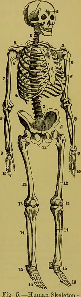 An illustration from Clinical diagnosis : the bacteriological, chemical, and microscopical evidence of disease / By Dr. Rudolf v. Jaksch, ... Translated from the third German edition and enlarged by James Cagney, ... With numerous illustrations (partly in colours)., 1893, leaf 513
