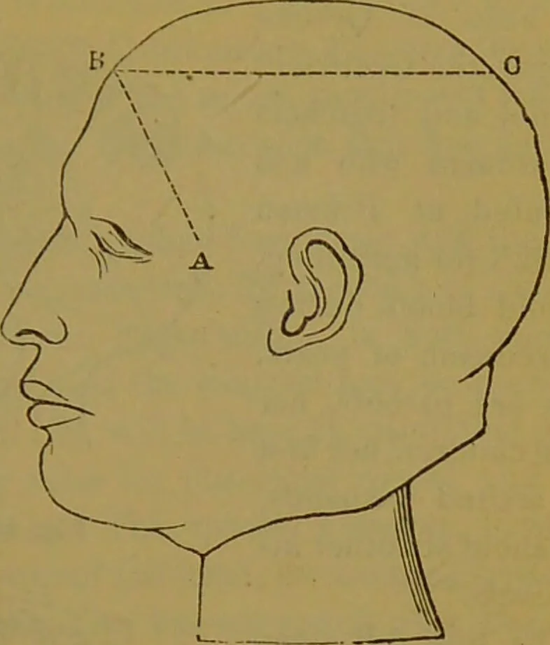 An illustration from Elements of phrenology / By George Combe., 1841, leaf 45