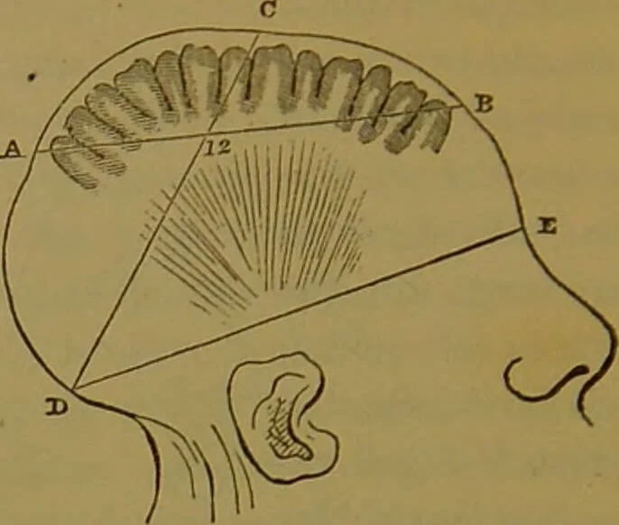 An illustration from Elements of phrenology / By George Combe., 1841, leaf 46