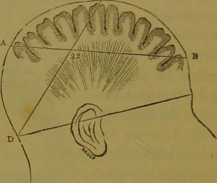 An illustration from Elements of phrenology / By George Combe., 1841, leaf 46