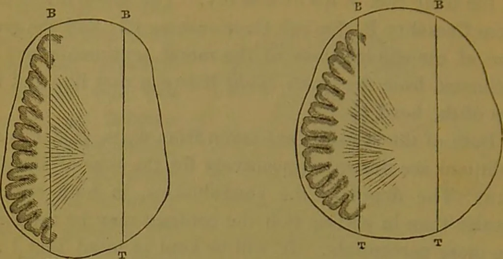 An illustration from Elements of phrenology / By George Combe., 1841, leaf 48