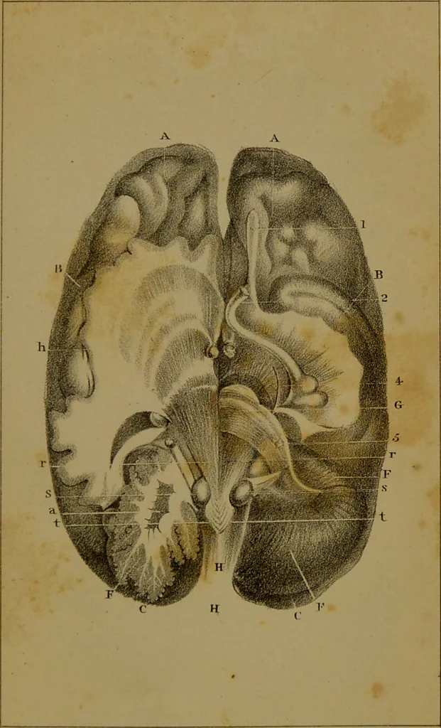 An illustration from Elements of phrenology / By George Combe., 1841, leaf 75