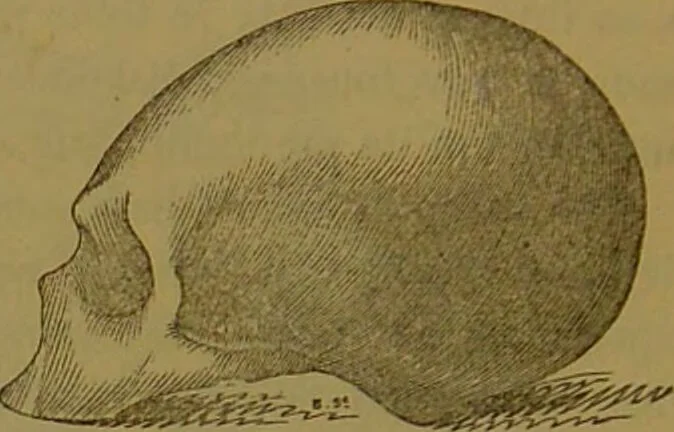 An illustration from Elements of phrenology / By George Combe., 1841, leaf 96