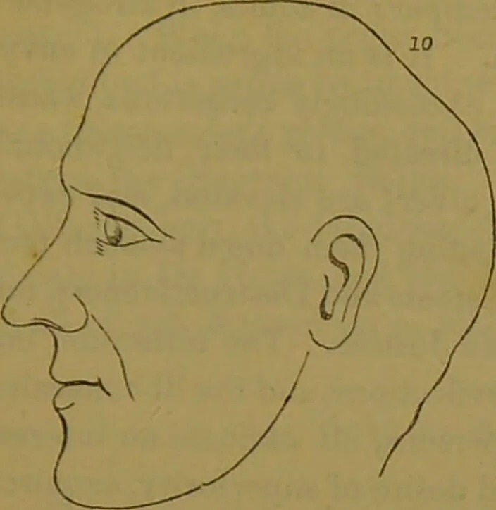 An illustration from Elements of phrenology / By George Combe., 1841, leaf 99