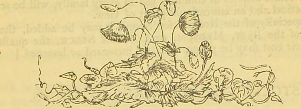An illustration from The book of household management : comprising information for the mistress ... also, sanitary, medical, & legal memoranda; with a history of the origin, properties, and uses of all things connected with home life and comfort / by Mrs. Isabella Beeton., 1869, leaf 105