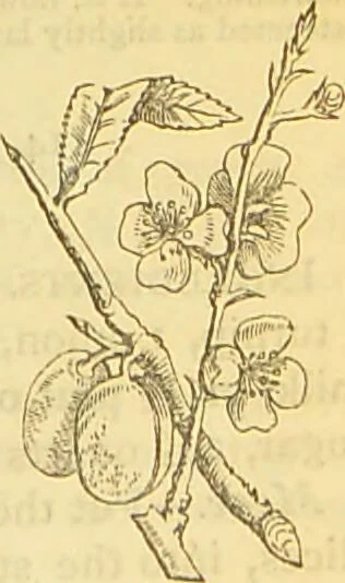 An illustration from The book of household management : comprising information for the mistress ... also, sanitary, medical, & legal memoranda; with a history of the origin, properties, and uses of all things connected with home life and comfort / by Mrs. Isabella Beeton., 1869, leaf 109