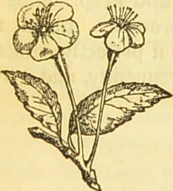 An illustration from The book of household management : comprising information for the mistress ... also, sanitary, medical, & legal memoranda; with a history of the origin, properties, and uses of all things connected with home life and comfort / by Mrs. Isabella Beeton., 1869, leaf 110