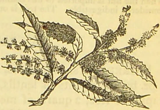 An illustration from The book of household management : comprising information for the mistress ... also, sanitary, medical, & legal memoranda; with a history of the origin, properties, and uses of all things connected with home life and comfort / by Mrs. Isabella Beeton., 1869, leaf 117