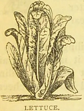 An illustration from The book of household management : comprising information for the mistress ... also, sanitary, medical, & legal memoranda; with a history of the origin, properties, and uses of all things connected with home life and comfort / by Mrs. Isabella Beeton., 1869, leaf 124