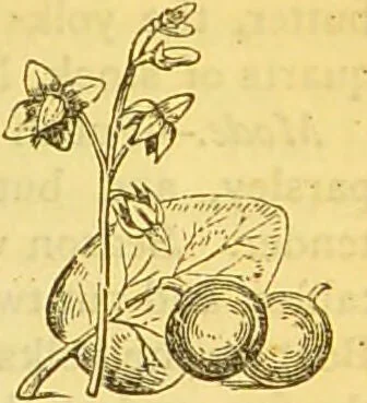 An illustration from The book of household management : comprising information for the mistress ... also, sanitary, medical, & legal memoranda; with a history of the origin, properties, and uses of all things connected with home life and comfort / by Mrs. Isabella Beeton., 1869, leaf 129