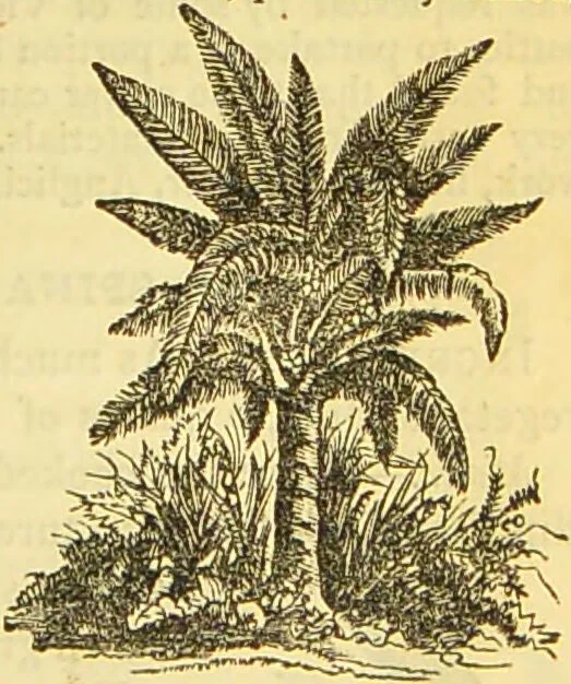 An illustration from The book of household management : comprising information for the mistress ... also, sanitary, medical, & legal memoranda; with a history of the origin, properties, and uses of all things connected with home life and comfort / by Mrs. Isabella Beeton., 1869, leaf 131