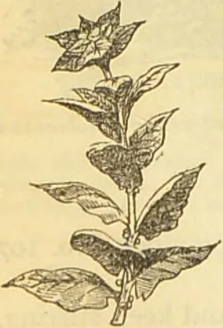 An illustration from The book of household management : comprising information for the mistress ... also, sanitary, medical, & legal memoranda; with a history of the origin, properties, and uses of all things connected with home life and comfort / by Mrs. Isabella Beeton., 1869, leaf 132
