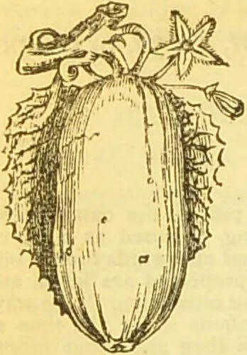 An illustration from The book of household management : comprising information for the mistress ... also, sanitary, medical, & legal memoranda; with a history of the origin, properties, and uses of all things connected with home life and comfort / by Mrs. Isabella Beeton., 1869, leaf 134