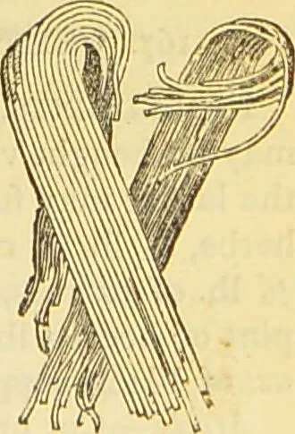 An illustration from The book of household management : comprising information for the mistress ... also, sanitary, medical, & legal memoranda; with a history of the origin, properties, and uses of all things connected with home life and comfort / by Mrs. Isabella Beeton., 1869, leaf 135