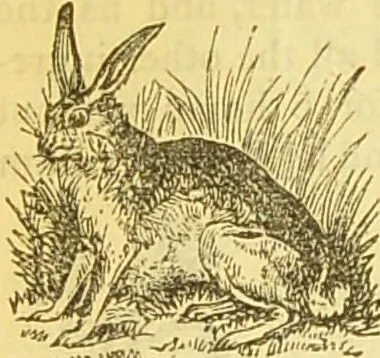An illustration from The book of household management : comprising information for the mistress ... also, sanitary, medical, & legal memoranda; with a history of the origin, properties, and uses of all things connected with home life and comfort / by Mrs. Isabella Beeton., 1869, leaf 140