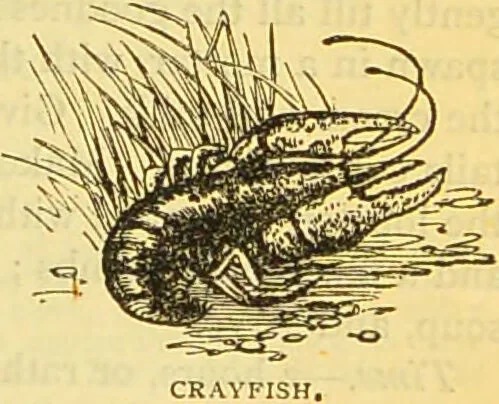 An illustration from The book of household management : comprising information for the mistress ... also, sanitary, medical, & legal memoranda; with a history of the origin, properties, and uses of all things connected with home life and comfort / by Mrs. Isabella Beeton., 1869, leaf 155