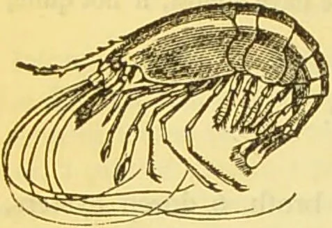 An illustration from The book of household management : comprising information for the mistress ... also, sanitary, medical, & legal memoranda; with a history of the origin, properties, and uses of all things connected with home life and comfort / by Mrs. Isabella Beeton., 1869, leaf 158