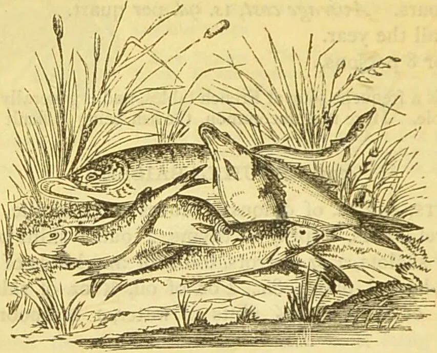 An illustration from The book of household management : comprising information for the mistress ... also, sanitary, medical, & legal memoranda; with a history of the origin, properties, and uses of all things connected with home life and comfort / by Mrs. Isabella Beeton., 1869, leaf 160