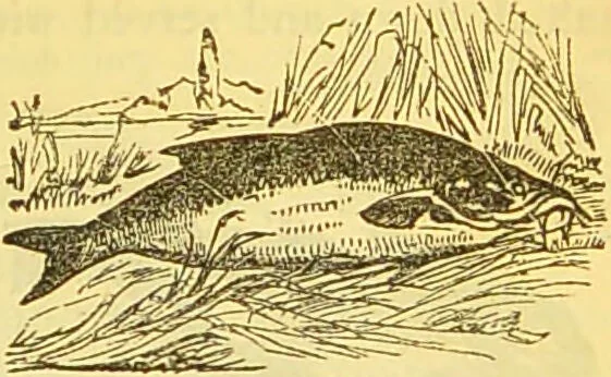 An illustration from The book of household management : comprising information for the mistress ... also, sanitary, medical, & legal memoranda; with a history of the origin, properties, and uses of all things connected with home life and comfort / by Mrs. Isabella Beeton., 1869, leaf 173