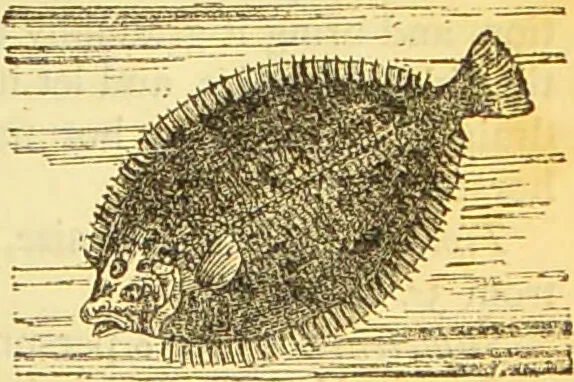 An illustration from The book of household management : comprising information for the mistress ... also, sanitary, medical, & legal memoranda; with a history of the origin, properties, and uses of all things connected with home life and comfort / by Mrs. Isabella Beeton., 1869, leaf 173