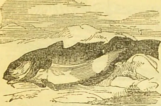 An illustration from The book of household management : comprising information for the mistress ... also, sanitary, medical, & legal memoranda; with a history of the origin, properties, and uses of all things connected with home life and comfort / by Mrs. Isabella Beeton., 1869, leaf 174