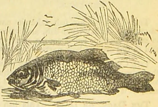 An illustration from The book of household management : comprising information for the mistress ... also, sanitary, medical, & legal memoranda; with a history of the origin, properties, and uses of all things connected with home life and comfort / by Mrs. Isabella Beeton., 1869, leaf 179