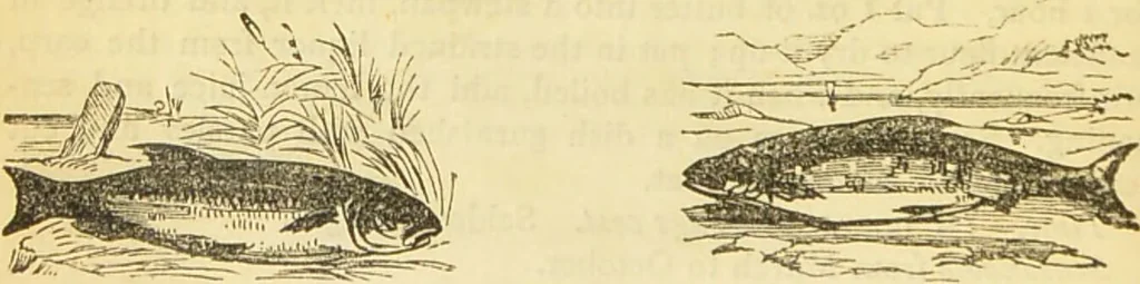 An illustration from The book of household management : comprising information for the mistress ... also, sanitary, medical, & legal memoranda; with a history of the origin, properties, and uses of all things connected with home life and comfort / by Mrs. Isabella Beeton., 1869, leaf 180