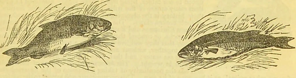 An illustration from The book of household management : comprising information for the mistress ... also, sanitary, medical, & legal memoranda; with a history of the origin, properties, and uses of all things connected with home life and comfort / by Mrs. Isabella Beeton., 1869, leaf 181