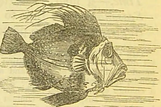 An illustration from The book of household management : comprising information for the mistress ... also, sanitary, medical, & legal memoranda; with a history of the origin, properties, and uses of all things connected with home life and comfort / by Mrs. Isabella Beeton., 1869, leaf 183