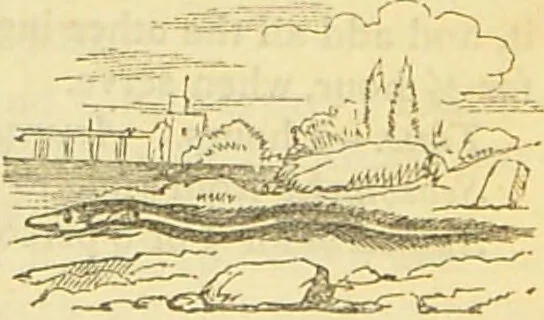 An illustration from The book of household management : comprising information for the mistress ... also, sanitary, medical, & legal memoranda; with a history of the origin, properties, and uses of all things connected with home life and comfort / by Mrs. Isabella Beeton., 1869, leaf 183