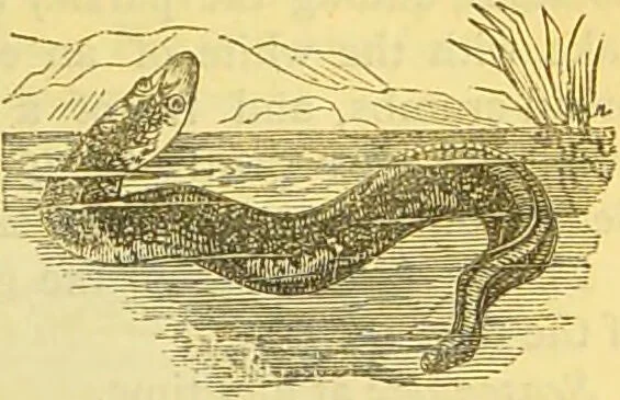 An illustration from The book of household management : comprising information for the mistress ... also, sanitary, medical, & legal memoranda; with a history of the origin, properties, and uses of all things connected with home life and comfort / by Mrs. Isabella Beeton., 1869, leaf 187