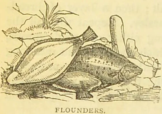An illustration from The book of household management : comprising information for the mistress ... also, sanitary, medical, & legal memoranda; with a history of the origin, properties, and uses of all things connected with home life and comfort / by Mrs. Isabella Beeton., 1869, leaf 188