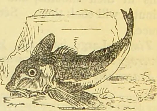 An illustration from The book of household management : comprising information for the mistress ... also, sanitary, medical, & legal memoranda; with a history of the origin, properties, and uses of all things connected with home life and comfort / by Mrs. Isabella Beeton., 1869, leaf 189