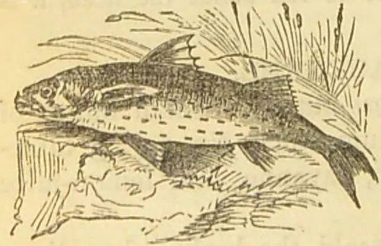 An illustration from The book of household management : comprising information for the mistress ... also, sanitary, medical, & legal memoranda; with a history of the origin, properties, and uses of all things connected with home life and comfort / by Mrs. Isabella Beeton., 1869, leaf 198