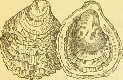 An illustration from The book of household management : comprising information for the mistress ... also, sanitary, medical, & legal memoranda; with a history of the origin, properties, and uses of all things connected with home life and comfort / by Mrs. Isabella Beeton., 1869, leaf 200