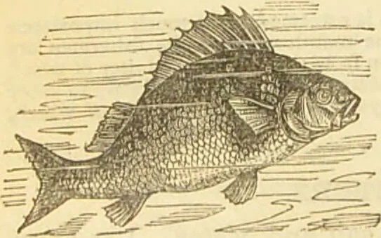 An illustration from The book of household management : comprising information for the mistress ... also, sanitary, medical, & legal memoranda; with a history of the origin, properties, and uses of all things connected with home life and comfort / by Mrs. Isabella Beeton., 1869, leaf 202