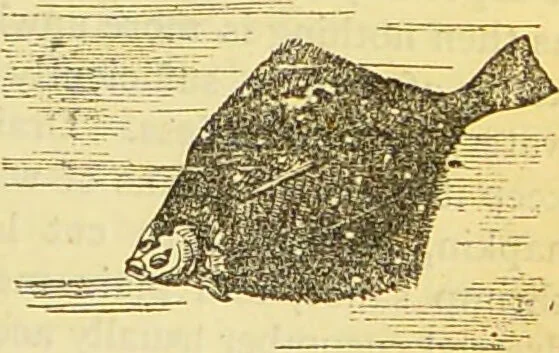 An illustration from The book of household management : comprising information for the mistress ... also, sanitary, medical, & legal memoranda; with a history of the origin, properties, and uses of all things connected with home life and comfort / by Mrs. Isabella Beeton., 1869, leaf 205