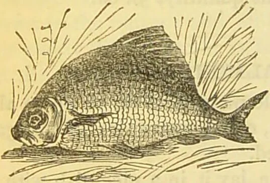 An illustration from The book of household management : comprising information for the mistress ... also, sanitary, medical, & legal memoranda; with a history of the origin, properties, and uses of all things connected with home life and comfort / by Mrs. Isabella Beeton., 1869, leaf 210