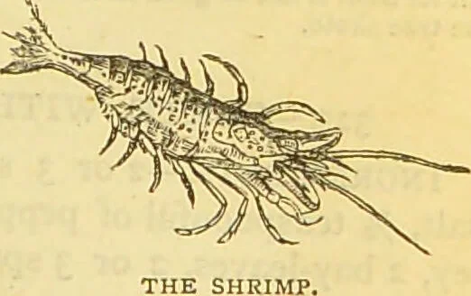 An illustration from The book of household management : comprising information for the mistress ... also, sanitary, medical, & legal memoranda; with a history of the origin, properties, and uses of all things connected with home life and comfort / by Mrs. Isabella Beeton., 1869, leaf 211