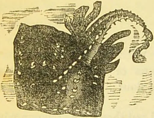An illustration from The book of household management : comprising information for the mistress ... also, sanitary, medical, & legal memoranda; with a history of the origin, properties, and uses of all things connected with home life and comfort / by Mrs. Isabella Beeton., 1869, leaf 212
