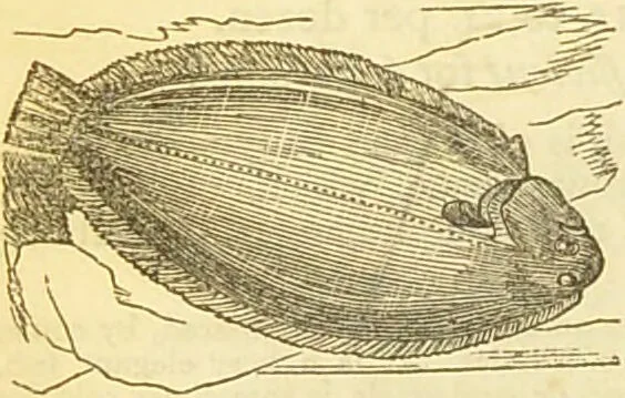 An illustration from The book of household management : comprising information for the mistress ... also, sanitary, medical, & legal memoranda; with a history of the origin, properties, and uses of all things connected with home life and comfort / by Mrs. Isabella Beeton., 1869, leaf 216