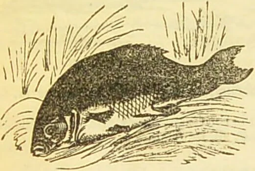 An illustration from The book of household management : comprising information for the mistress ... also, sanitary, medical, & legal memoranda; with a history of the origin, properties, and uses of all things connected with home life and comfort / by Mrs. Isabella Beeton., 1869, leaf 222